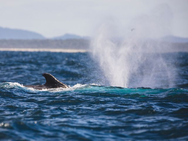 whales in Yamba