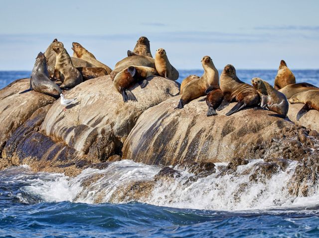 montague island seals