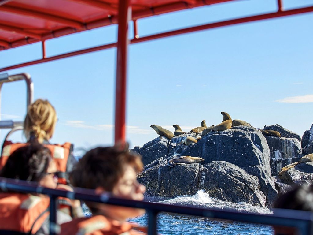 underwater safaris montague island