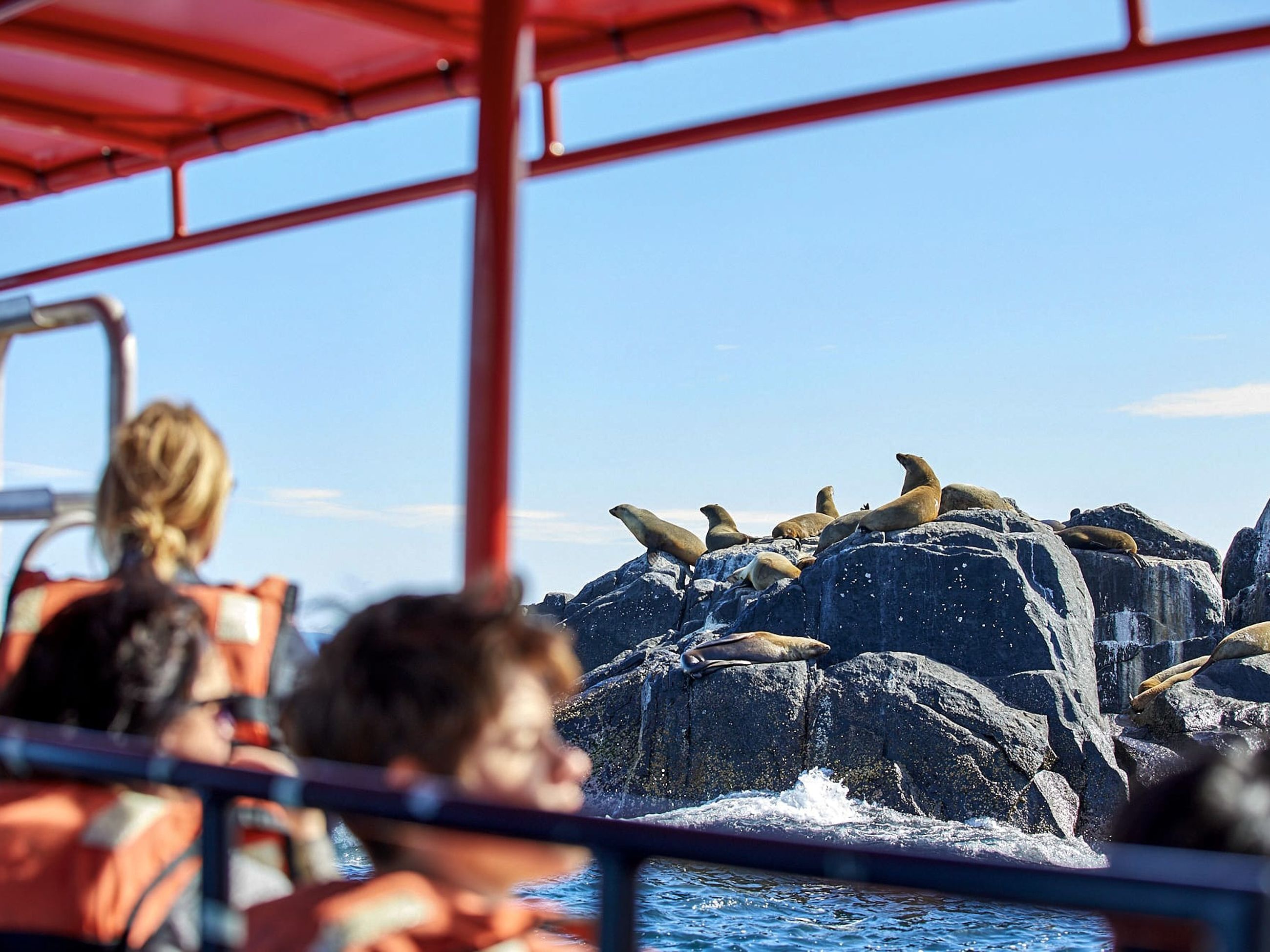 underwater safaris montague island