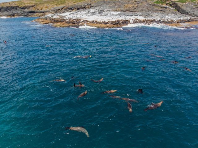 montague island seal colony