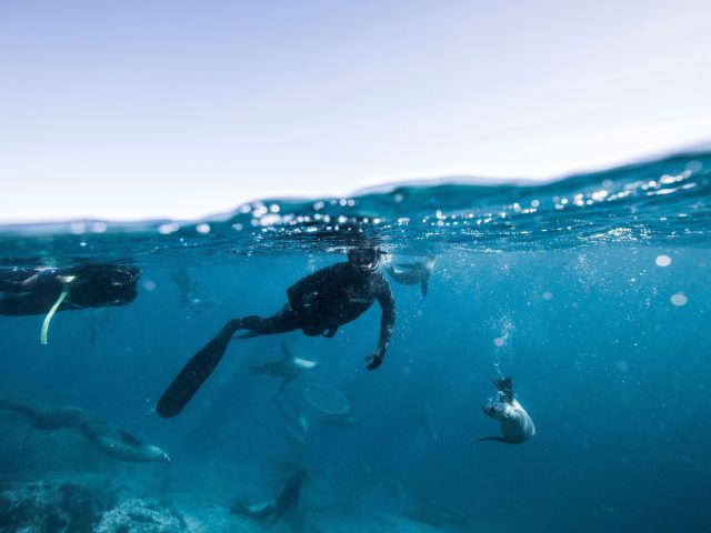 snorkel with seals narooma