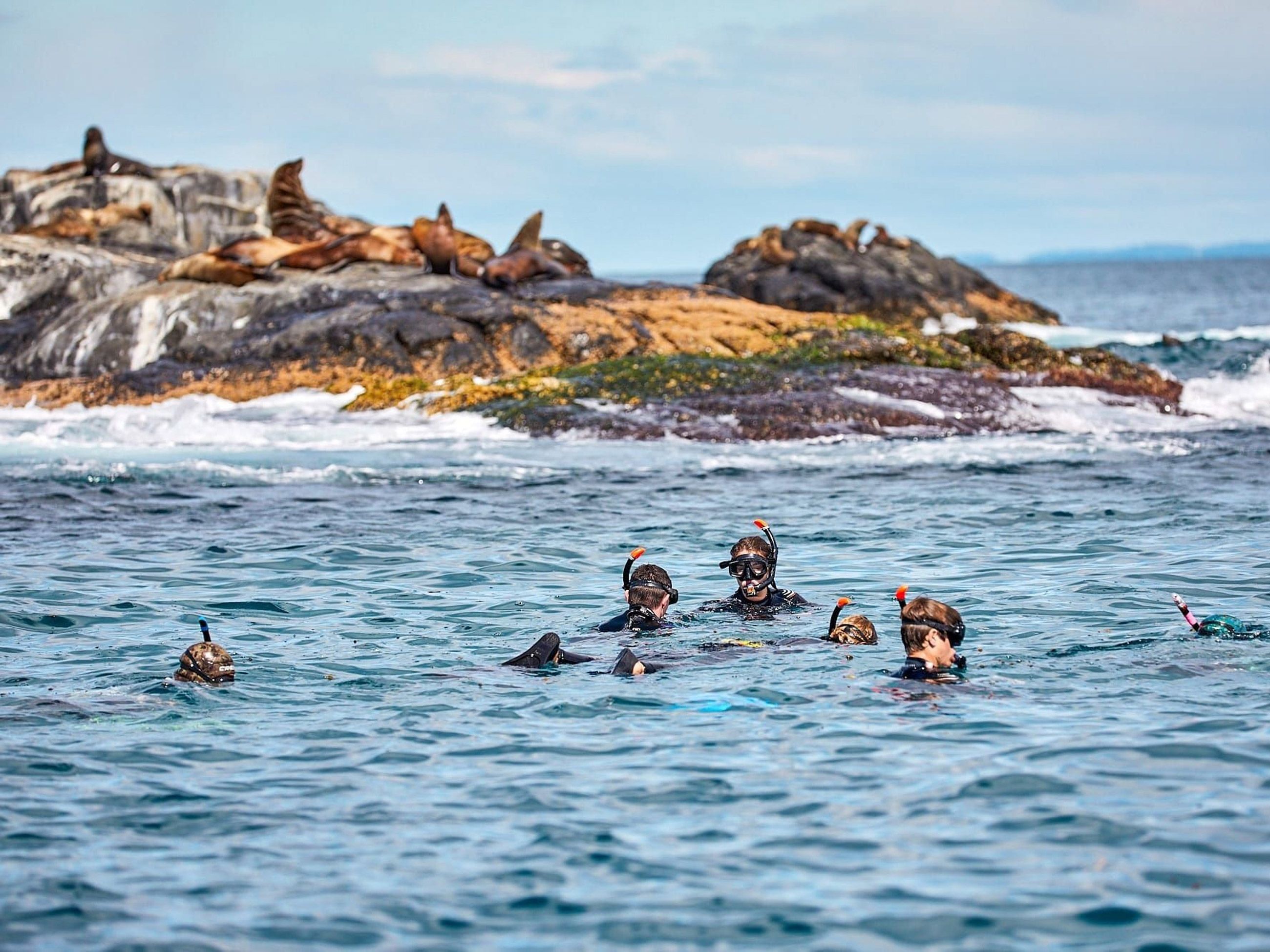 swimming with seals in narooma