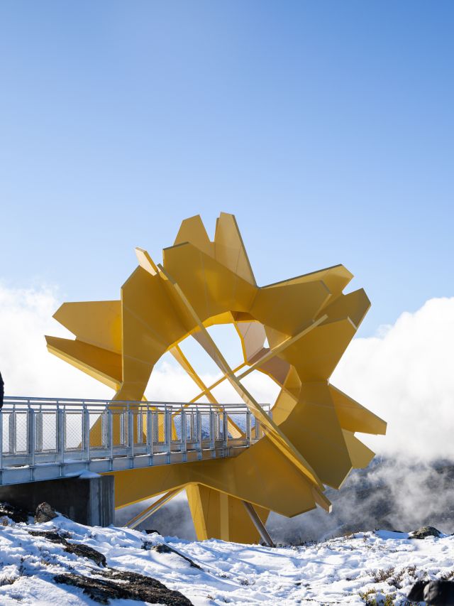 Flower of the Alpine Sun at Falls Creek in Victoria