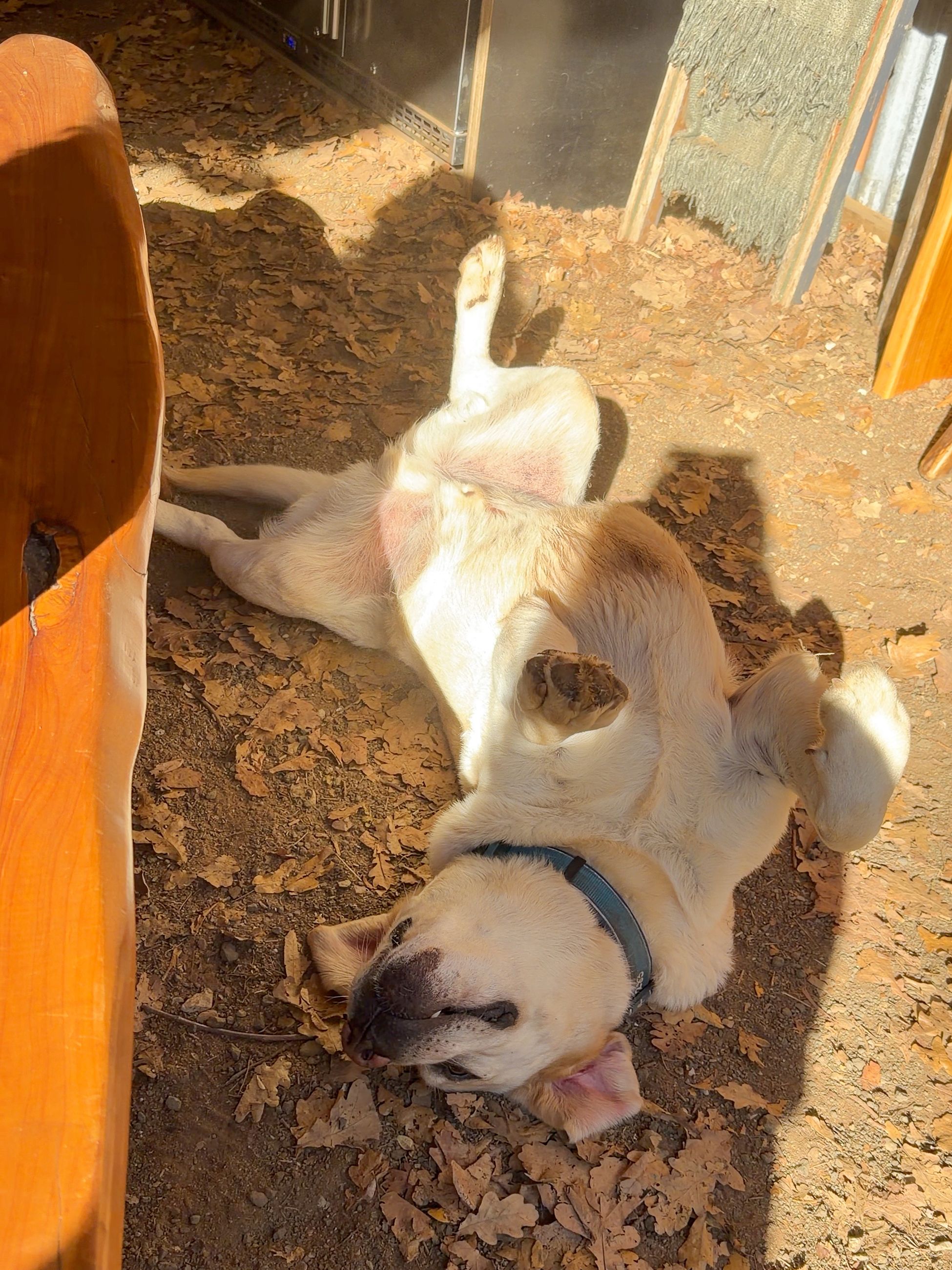 Douglas wanting belly scratches at The Truffle Farm, Tasmania