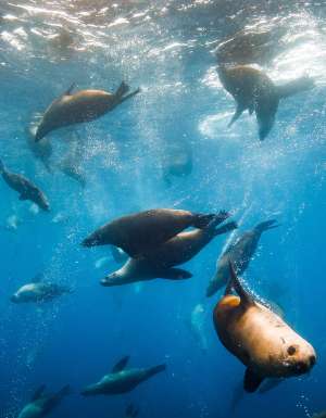 swimming with seals in narooma