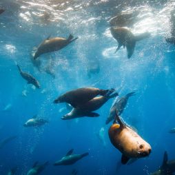 swimming with seals in narooma