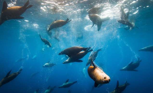 swimming with seals in narooma