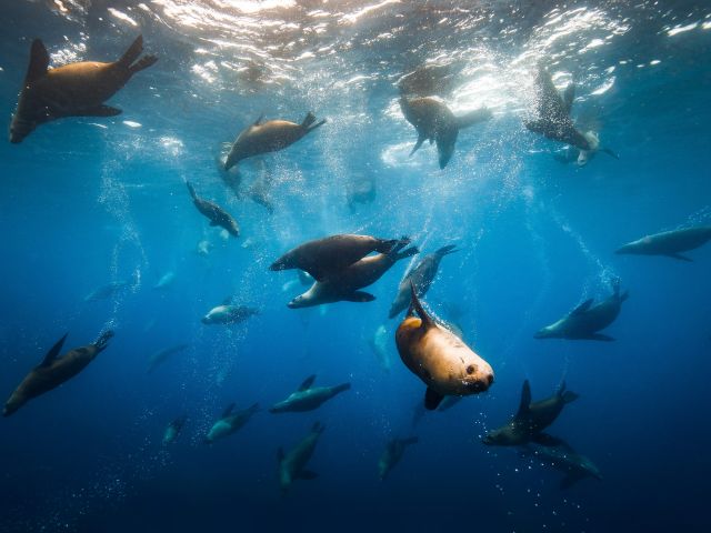 nsw seal snorkel