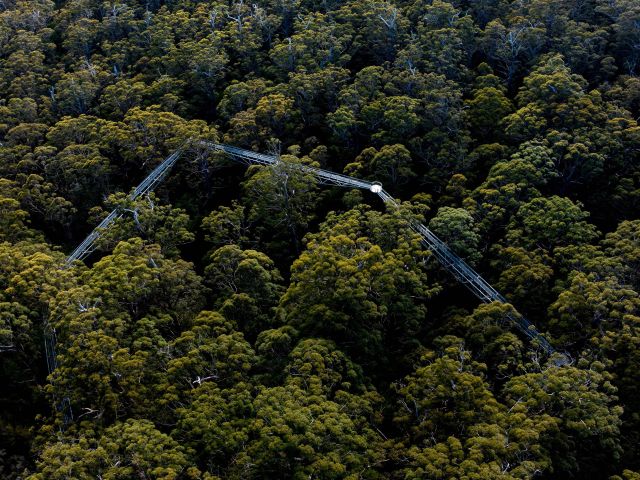 aerial Valley of the Giants Tree Top Walk