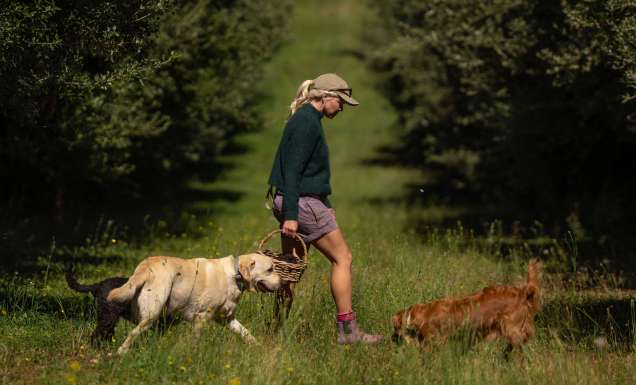 Dogs and farmer at The Truffle Farm, Tasmania