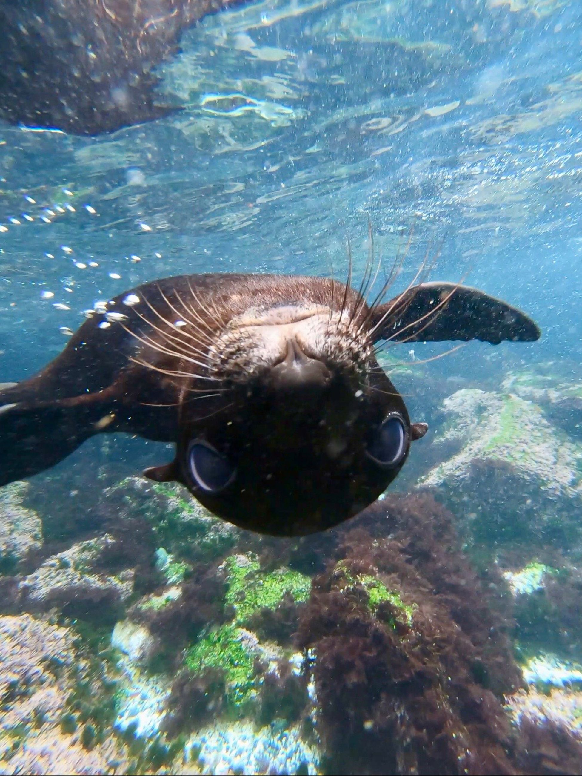 seals in narooma