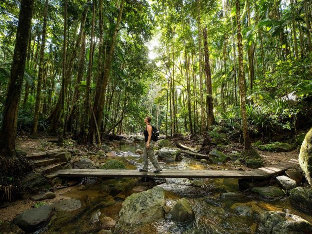 Person enjoying a walk through the rainforest in Nightcap National Park.