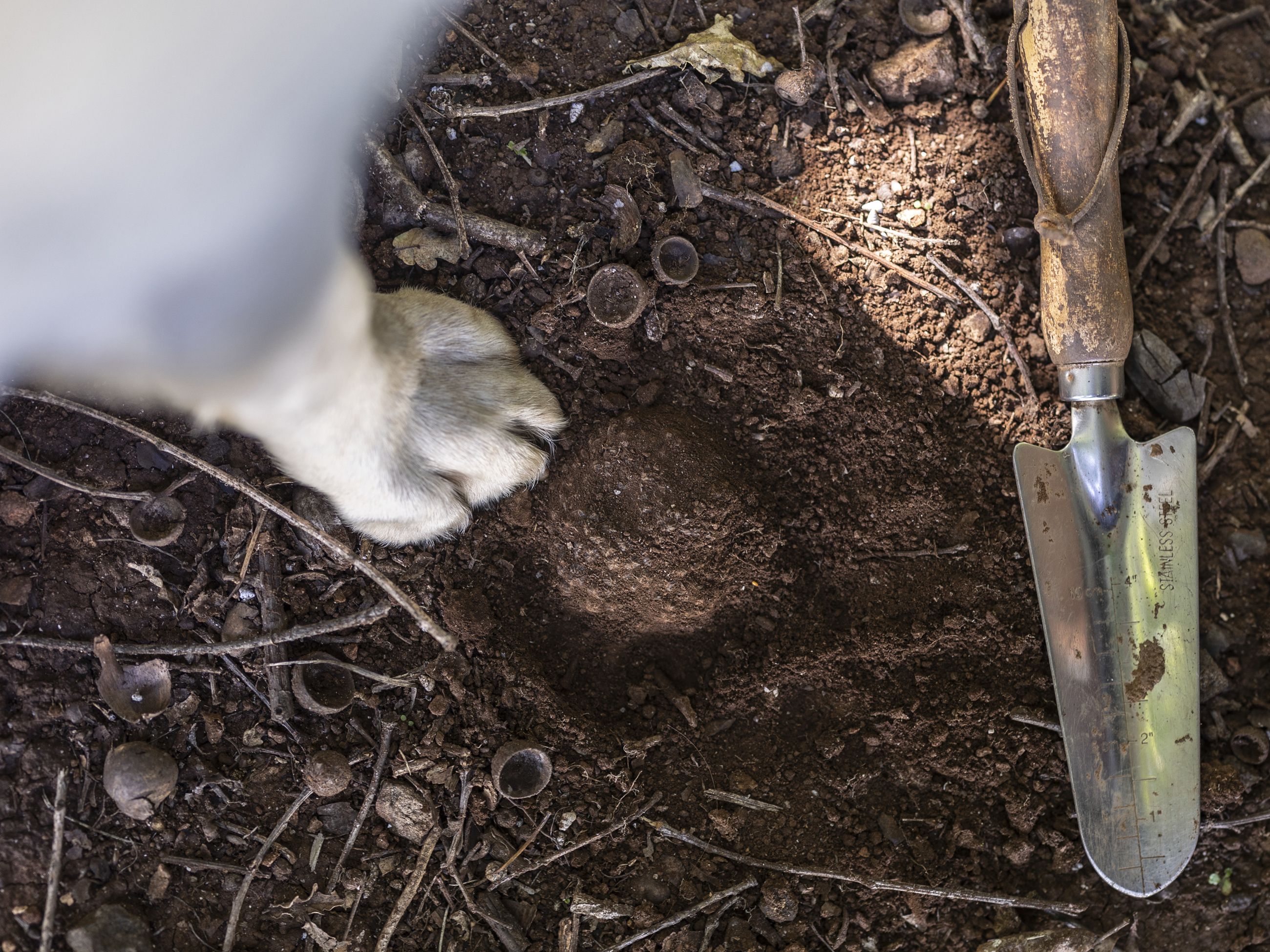 Dog paw by a truffle at The Truffle Farm, Tasmania