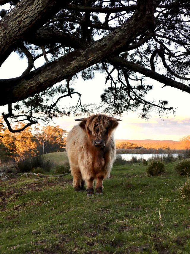Highland cows at Swallow's Nest in Bowral, NSW