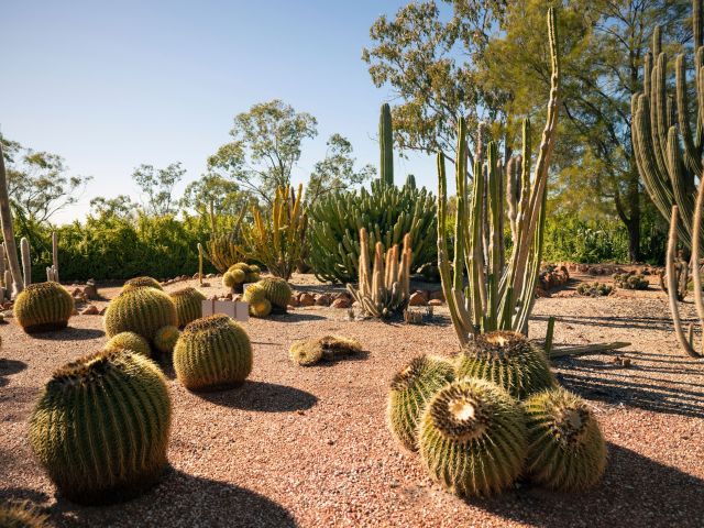 Bevan’s Cactus Nursery, Lightning Ridge