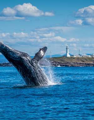A whale breaching at Light to Light walk