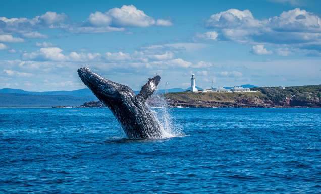 A whale breaching at Light to Light walk