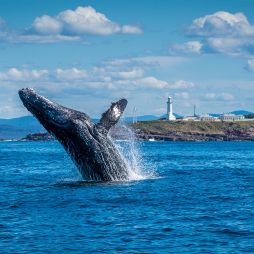 A whale breaching at Light to Light walk