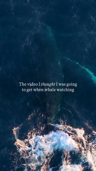 Expectations vs reality: whale watching
