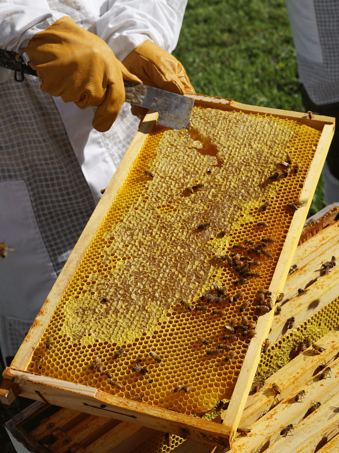Peppers Manor House bees
