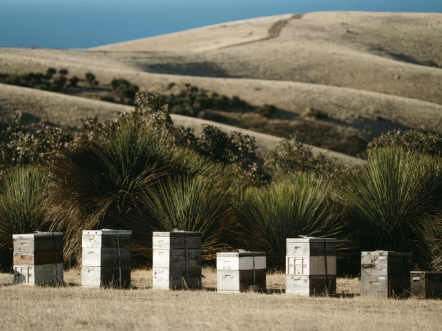 Kangaroo Island's beehives