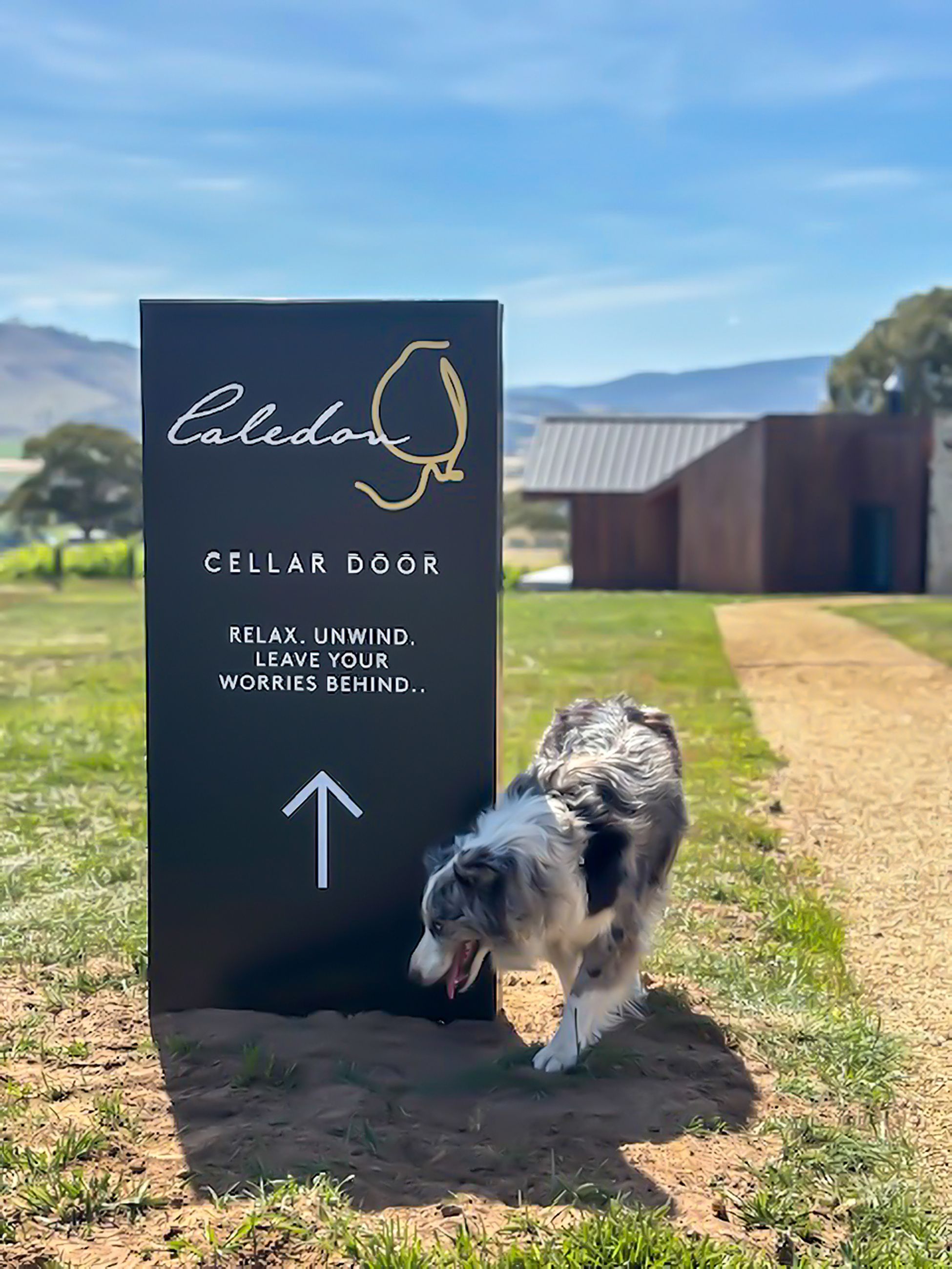 Sasha the dog at Caledon Estate