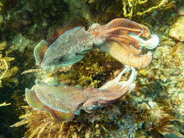 Giant Australian Cuttlefish Migration in whyalla south australia