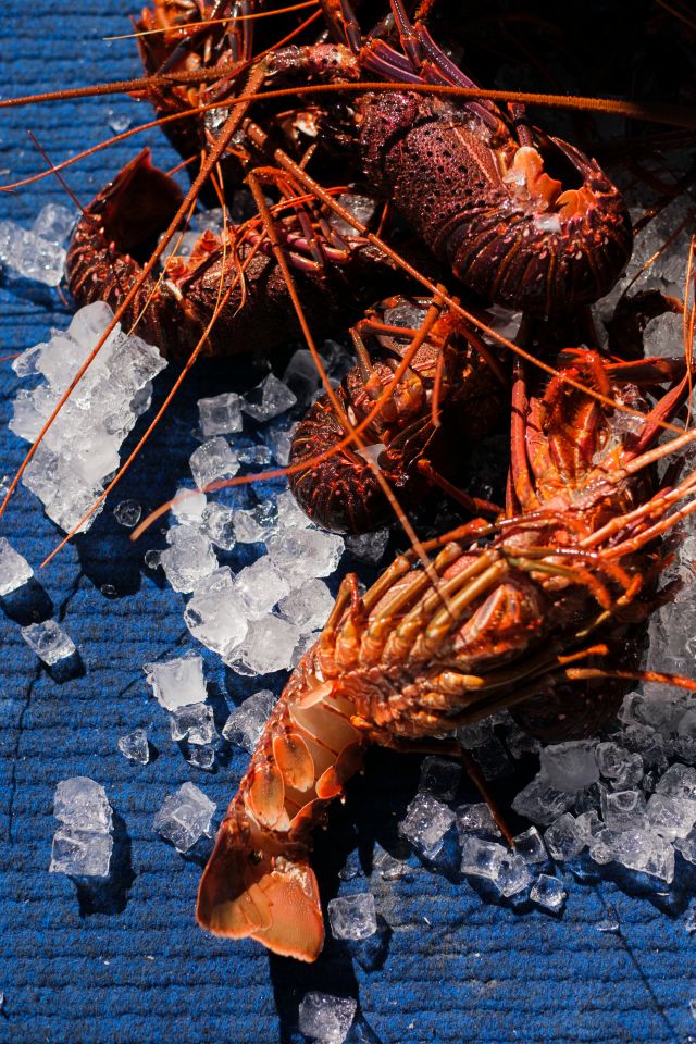 Fresh western rock lobsters