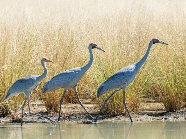 Brolgas in outback Australia