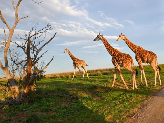 giraffes at monarto safari lodge