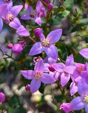 Boronia crenulata, commonly known as aniseed boronia, is a plant in the citrus family Rutaceae