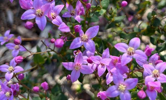 Boronia crenulata, commonly known as aniseed boronia, is a plant in the citrus family Rutaceae