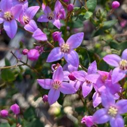Boronia crenulata, commonly known as aniseed boronia, is a plant in the citrus family Rutaceae