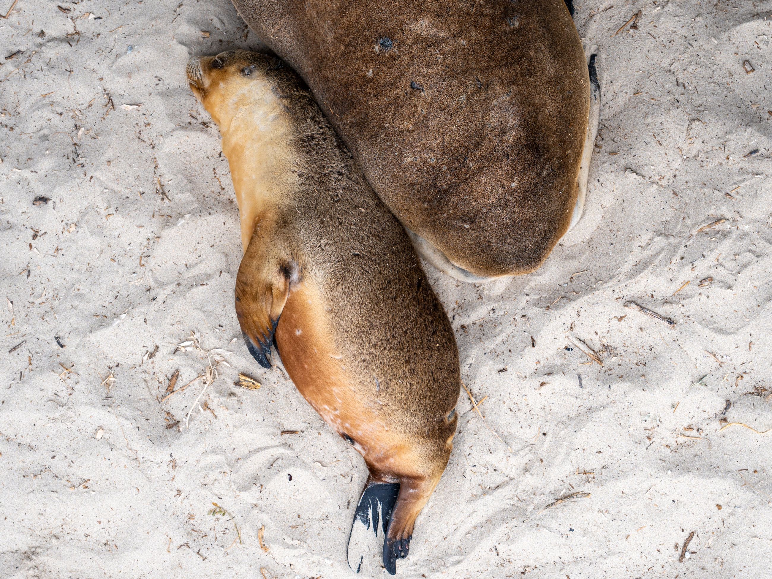 seals at Seal Bay