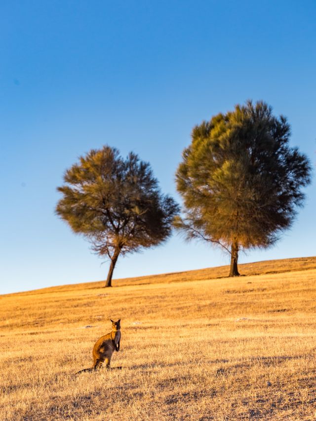 the resident kangaroo on Kangaroo Island