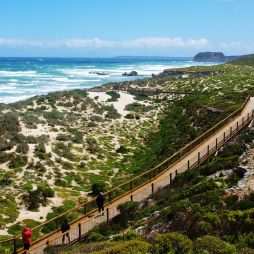 the dunes at Seal Bay Conservation Park
