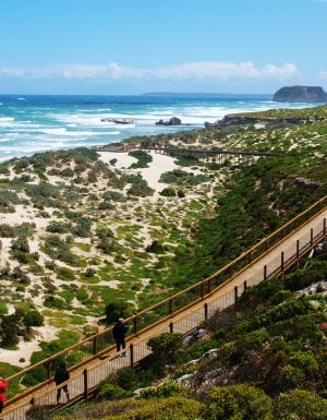 the dunes at Seal Bay Conservation Park
