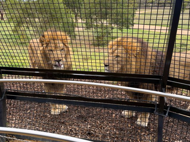 Lion 360 experience at monarto safari resort