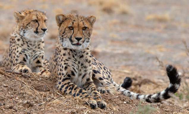 monarto safari resort cheetahs