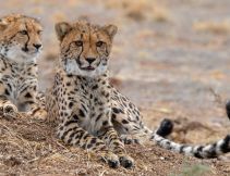 monarto safari resort cheetahs