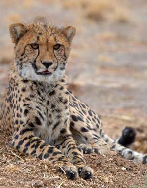 monarto safari resort cheetahs