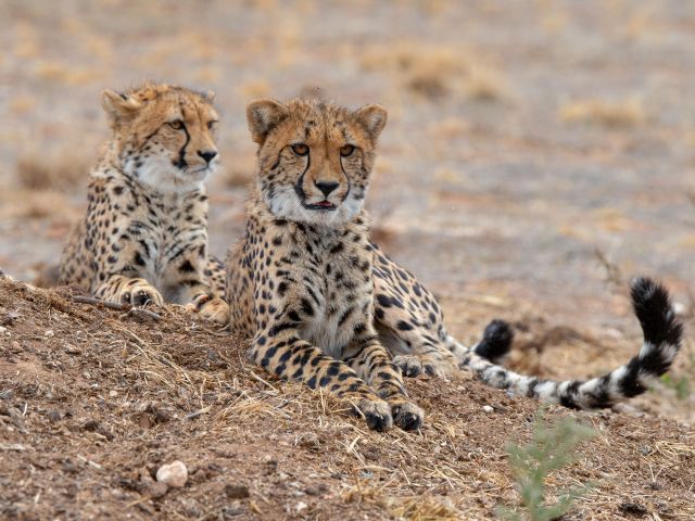 monarto safari lodge cheetahs