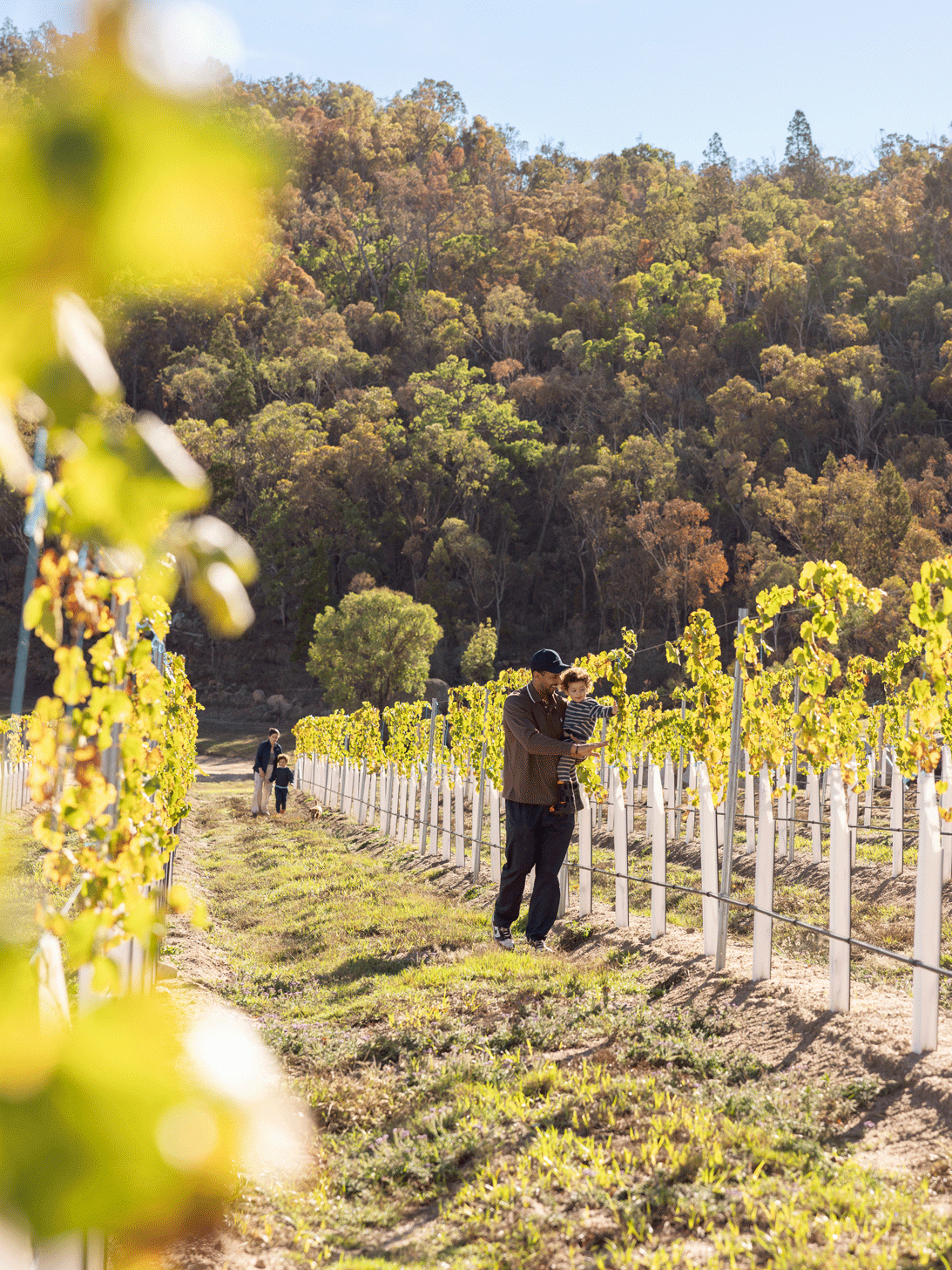 Meteroa Vineyard