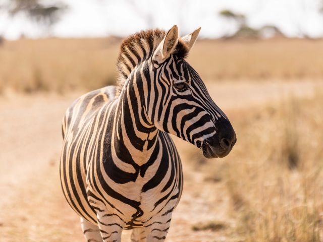 monarto safari resort zebra