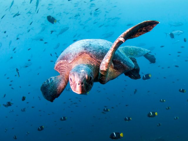Sea turtle, Diving in Daphne Menor, Santa Cruz Island, Galapagos, Ecuador
