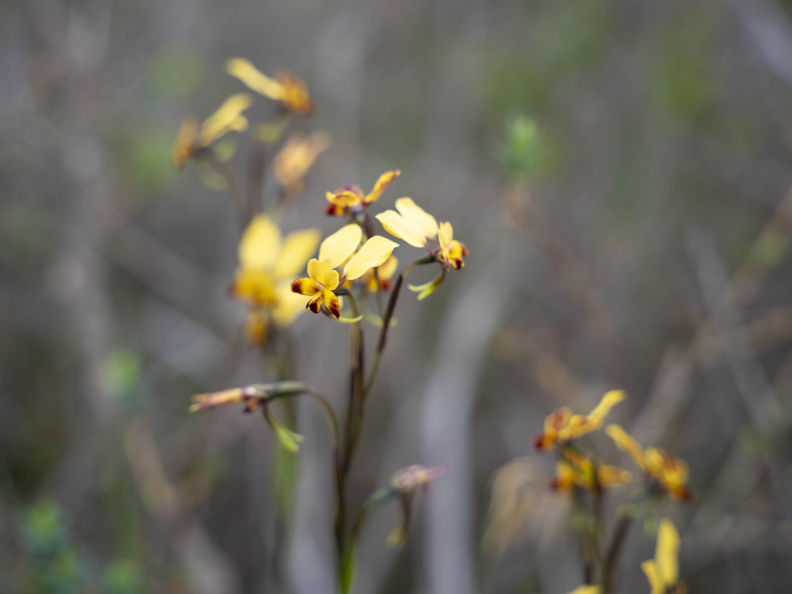 Diuris corymbosa, commonly called common donkey orchid or wallflower orchid