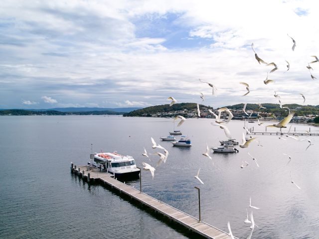 bird flying aorund the old belmont wharf