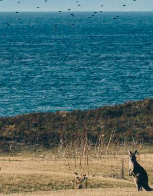 kangaroos on Maria Island, Tasmania. Fly there in the new Jetstar flight sale