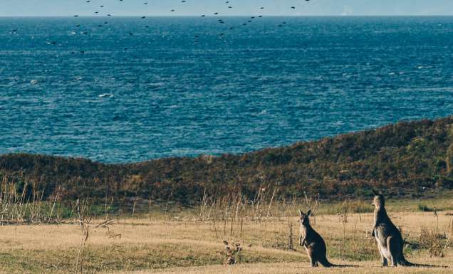 kangaroos on Maria Island, Tasmania. Fly there in the new Jetstar flight sale